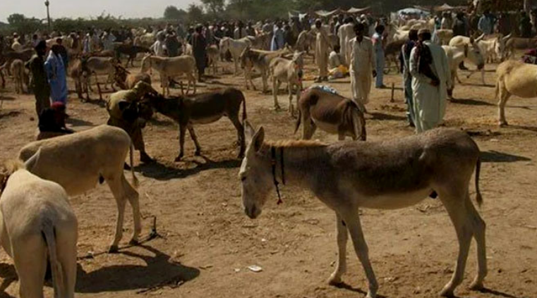 Pakistan ‘okays’ exports of donkey hides to China