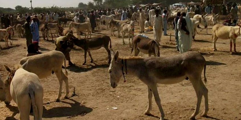 Pakistan ‘okays’ exports of donkey hides to China