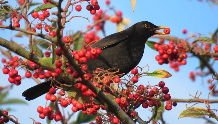 Pick-your-own-cherry festival postponed as blackbirds ‘devour’ every cherry
