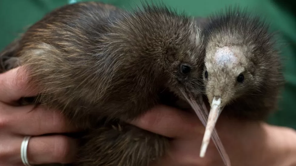 The Kiwi, New Zealand's national symbol