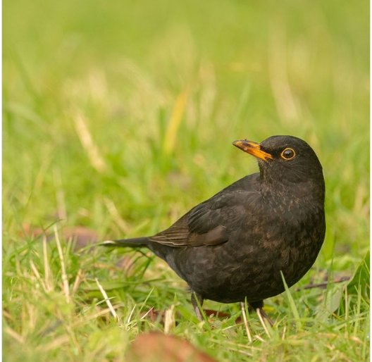 the cheeky blackbirds