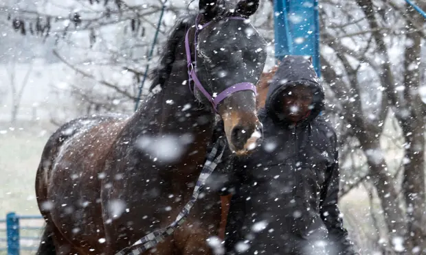 A man leads a horse as snow falls in Delta Park