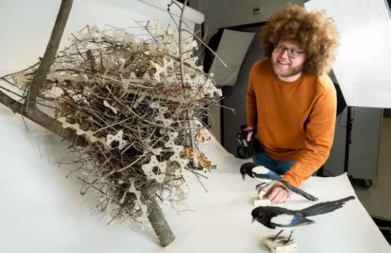 Birds get revenge by using anti-bird spikes in nests