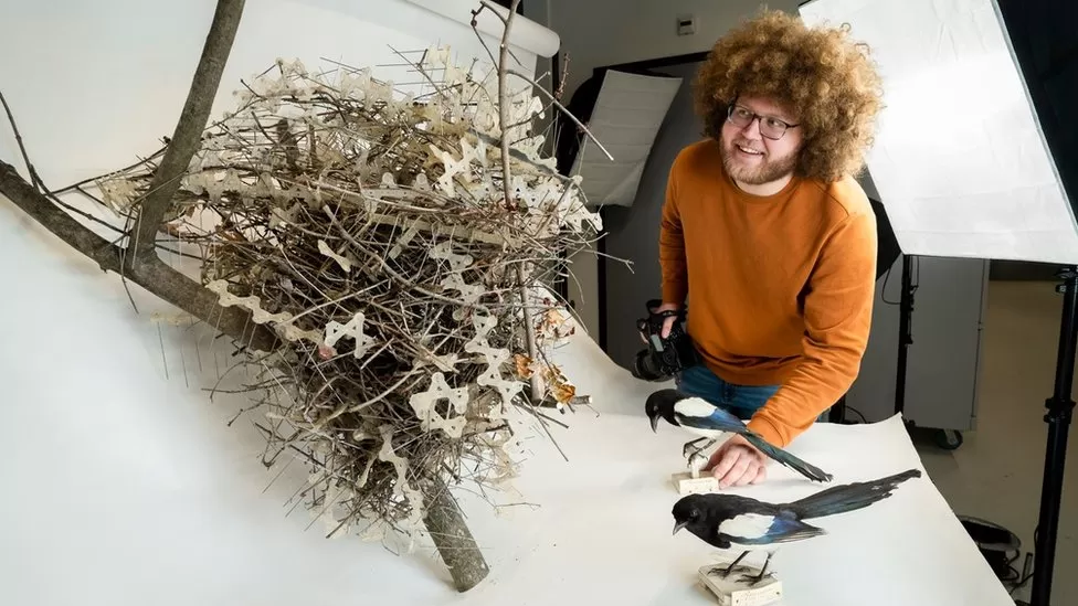 Birds get revenge by using anti-bird spikes in nests