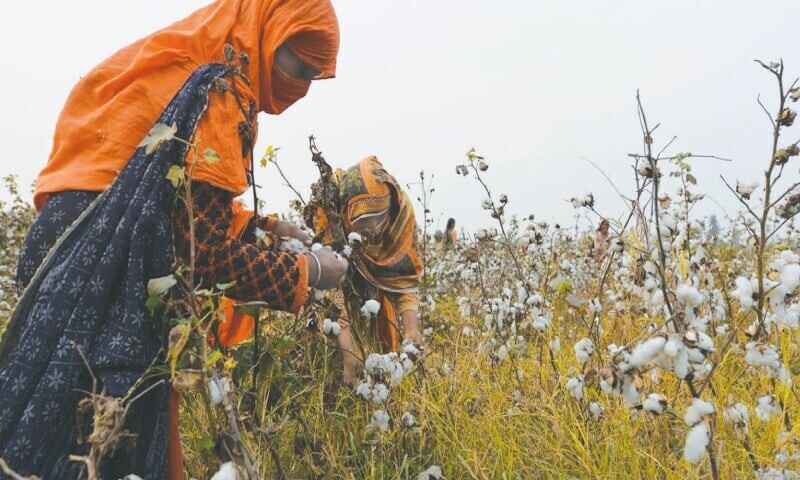 Ginners suspend raw cotton buying