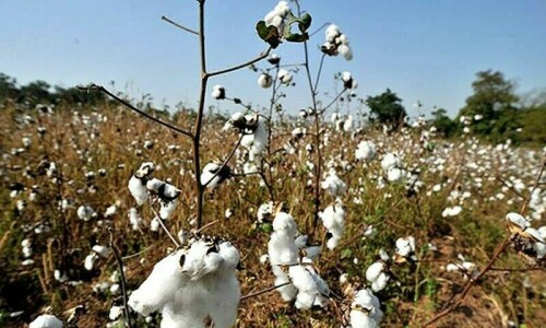 Govt asked to activate TCP for cotton buying