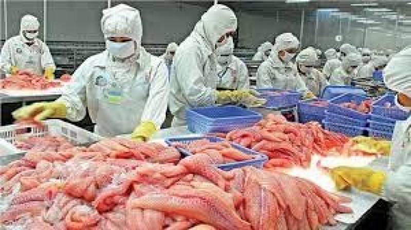 Govt urged to set up trout fish export processing units in KP