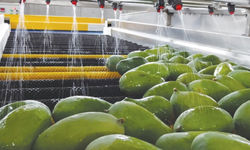 Pakistan set to miss mango export target