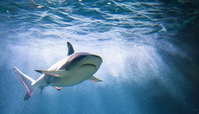 Shark attacks surge drastically in US this week
