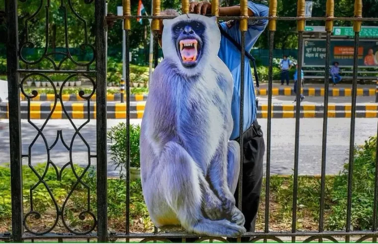 Delhi to scare monkeys away from summit with cut-outs