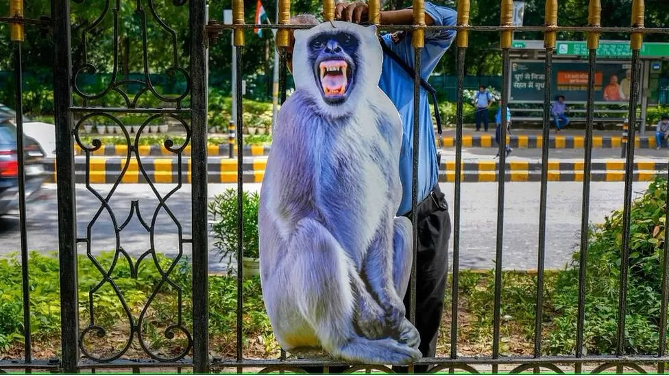 Delhi to scare monkeys away from summit with cut-outs