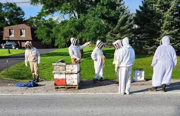 rescue after 5 million bees fall off truck in Canada