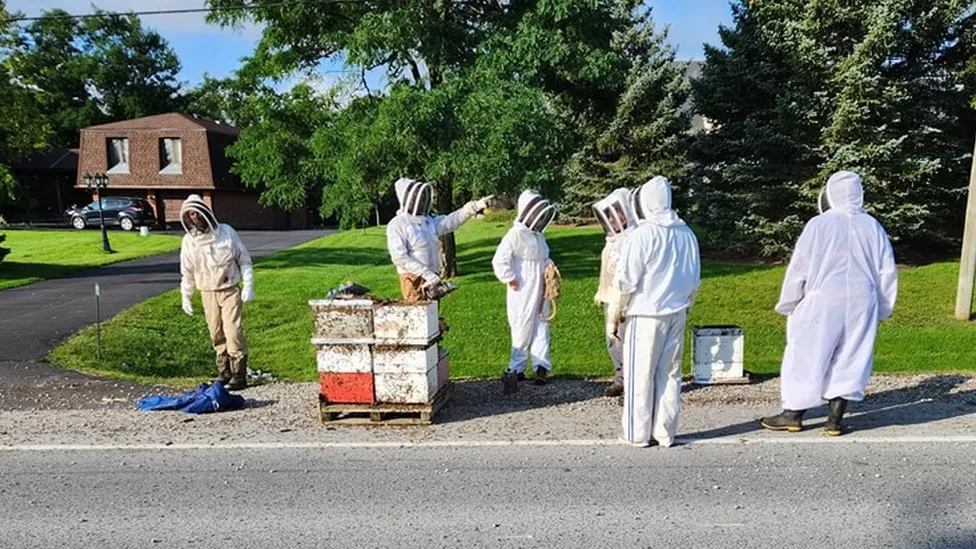 rescue after 5 million bees fall off truck in Canada