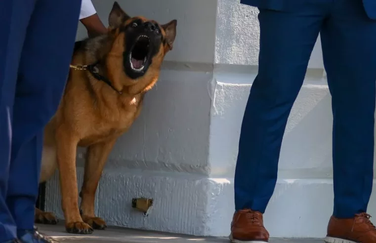 Biden dog Commander bites another Secret Service agent