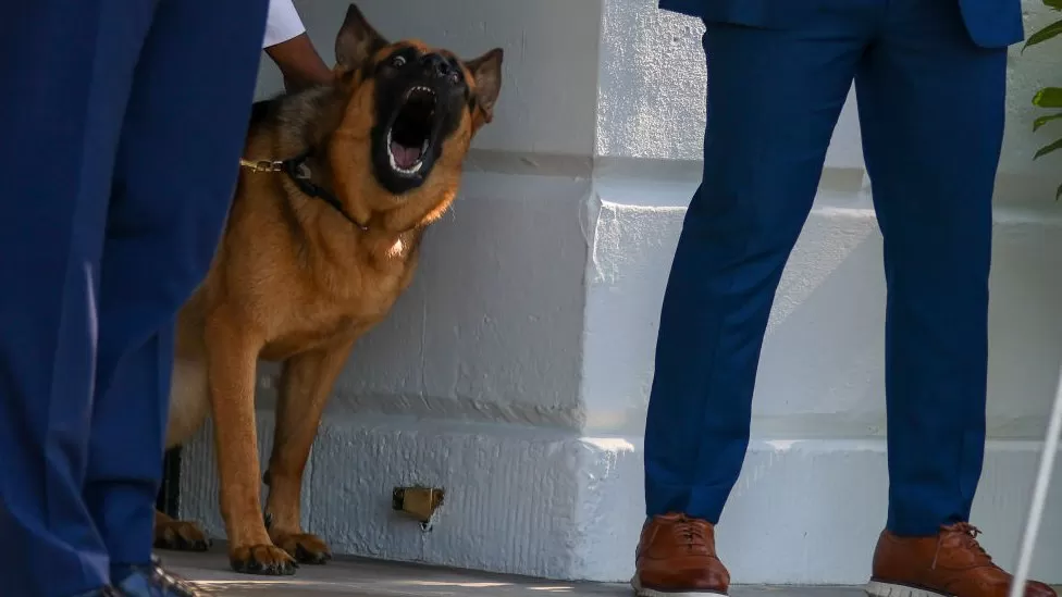 Biden dog Commander bites another Secret Service agent