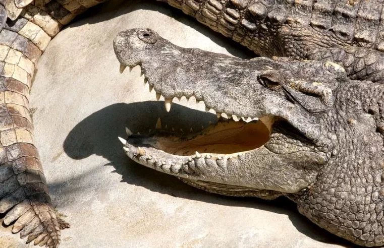 Dozens of crocodiles in China escape during floods