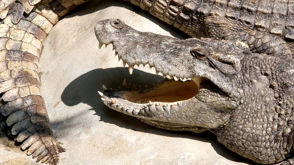 Dozens of crocodiles in China escape during floods