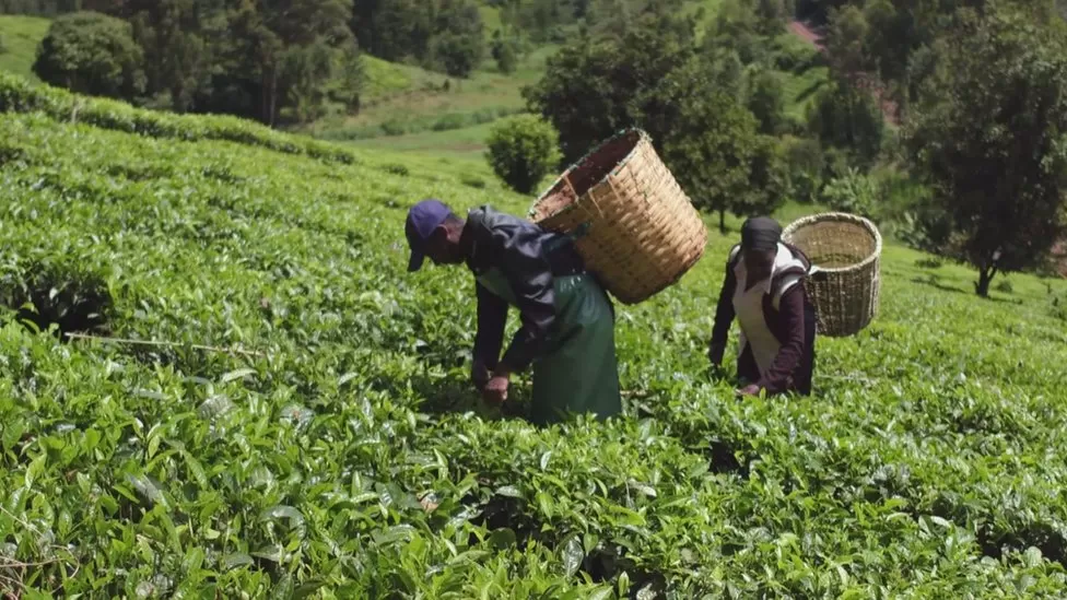 Tea pickers’ Scottish compensation case on hold