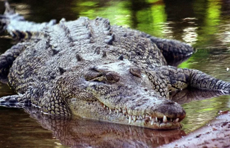 Australian farmer Colin Deveraux survives crocodile attack