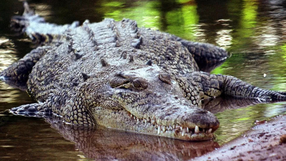 Australian farmer Colin Deveraux survives crocodile attack