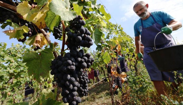 Falling demand are pushing wineries into the red