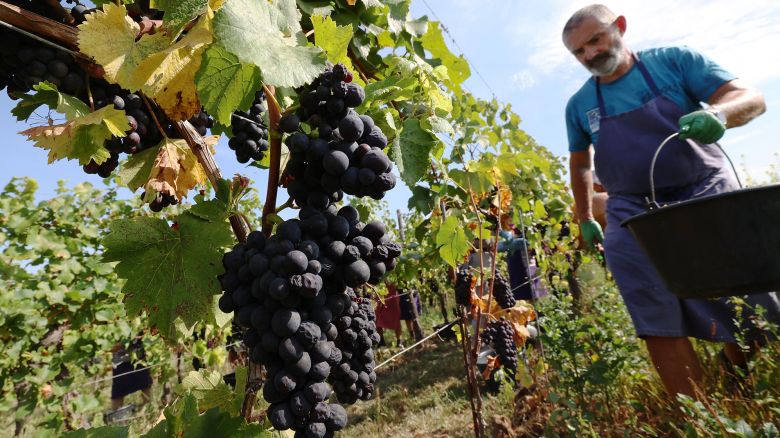 Falling demand are pushing wineries into the red