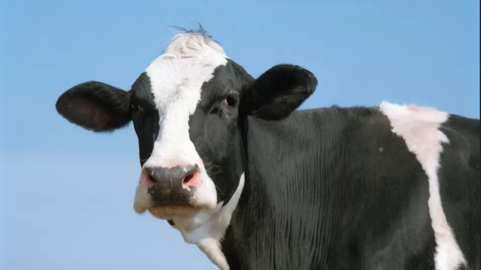 Irish beef exports to China suspended after BSE case