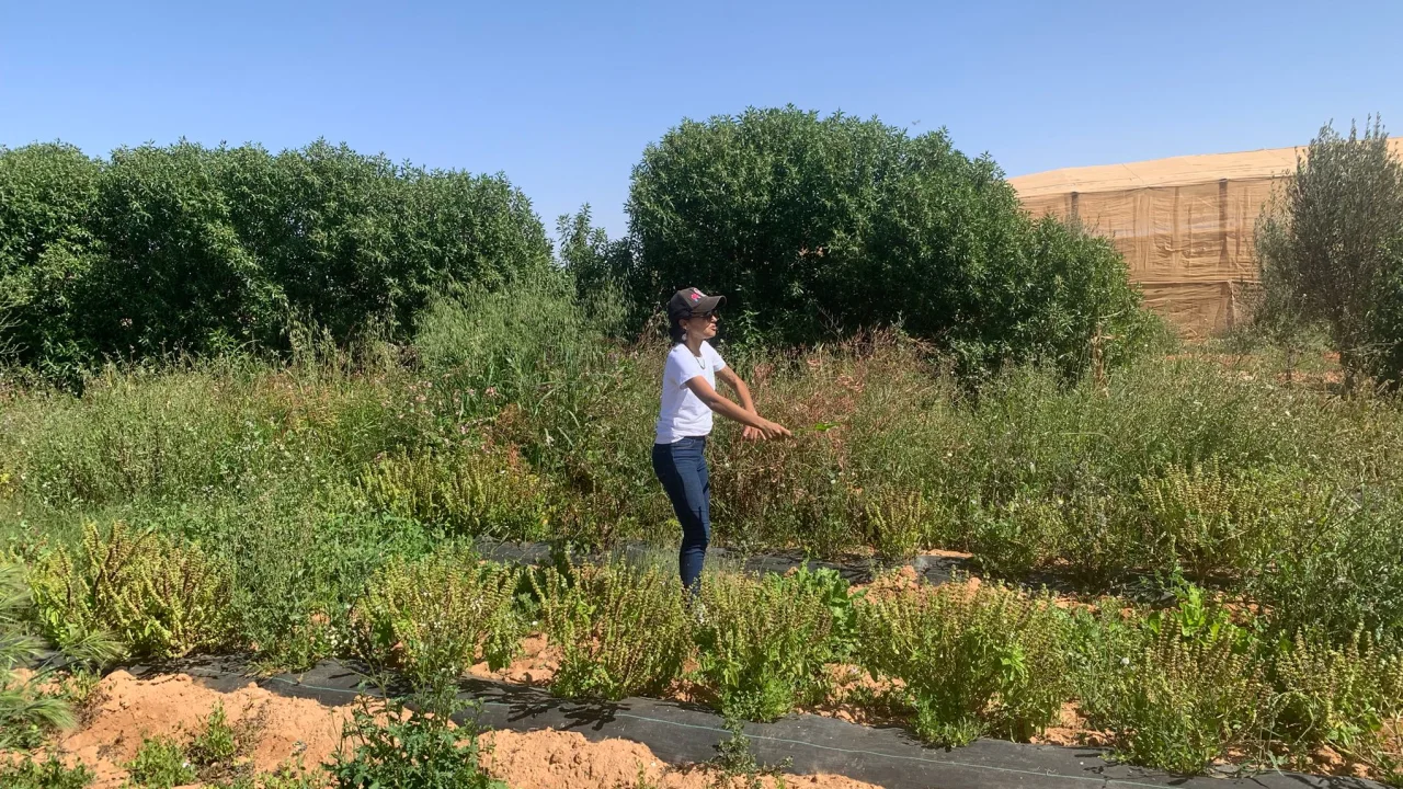 Moroccan startup is growing crops in the desert