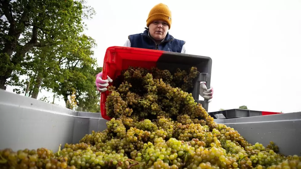 Global wine production falls to 62-year low in 2023